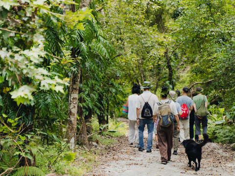 縱谷森遊記 走讀森林
