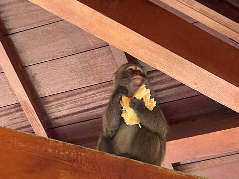 阿里山國家森林遊樂區內臺灣獼猴數量有逐漸增加趨勢，造成搶食等人猴衝突事件發生