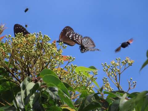 蝶が飛び交う青陽農園