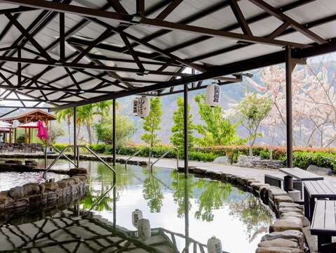 圖1-每年三、四月寶來花賞溫泉公園迎來花旗木盛開，漫天粉紅花海與戶外足湯交織成最浪漫的春季美景。(茂管處提供）