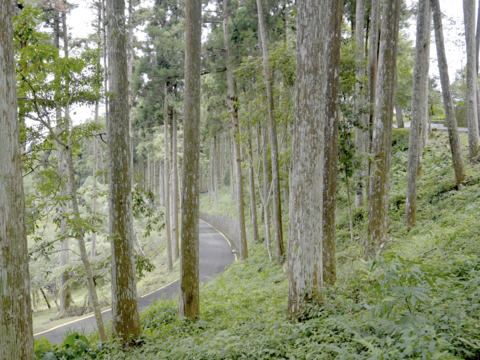 圖5-將森林浴、地質景觀與暖湯結合，成就一趟回歸自然懷抱的南橫慢旅行。