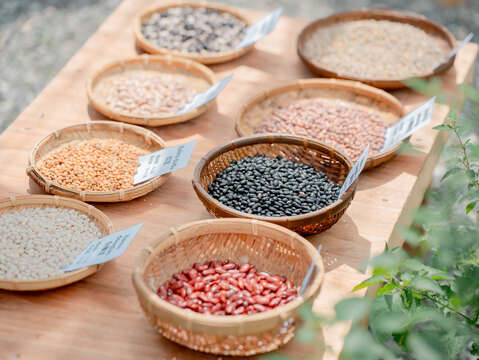 傳統作物布農豆豆