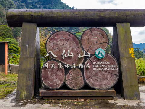 圖4-鄰近谷關的八仙山，是春季賞花與森林浴的絕佳去處，感受油桐花如雪落下的浪漫。(參山管理處提供)