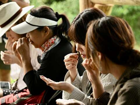 在「紅葉福利雞蛋半日遊程」可體驗認識野菜、摘野植、撿雞蛋的部落生活，感受太魯閣族互助精神翻轉高齡農業
