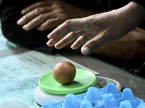 每顆雞蛋均經重量秤把關，55至69克方為標準銷售蛋。