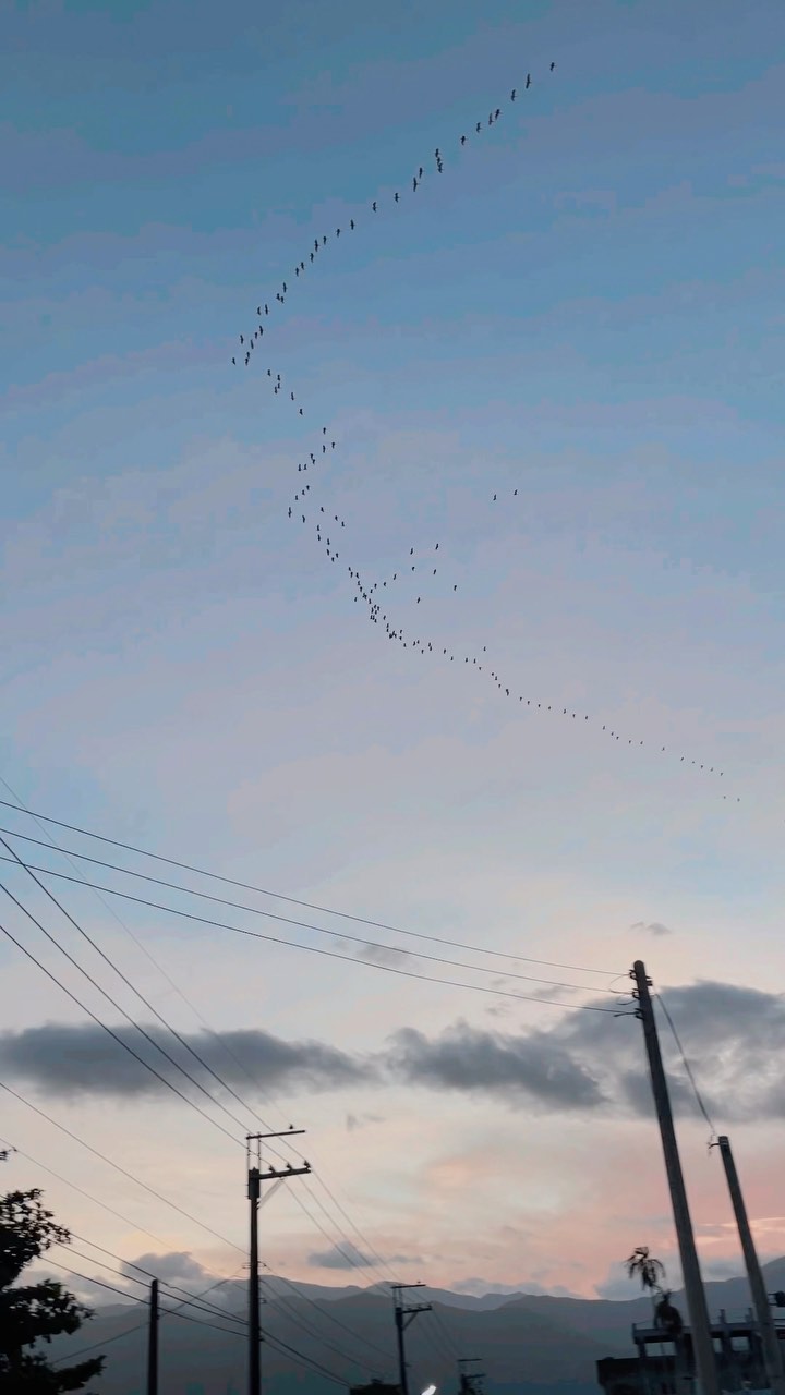 小鳥們也要去防颱了#颱風 #軒嵐諾 #typhoon#bird #nature #sky
