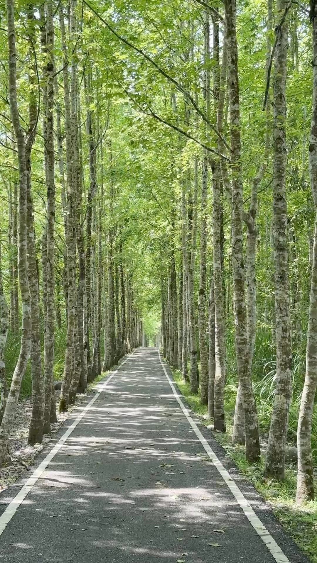 大農大富！夏Chill系！翠綠自行車道#大農大富 #bikeway #自行車道#旅遊 #travel #花蓮 #hualien#網...